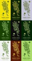 Set of hand drawn vector graphic illustrations of Chamomile odorous Matricaria discoidea for print, logo, emblem, label and other decorations. Alternative medicine, cosmetics and medicinal herbs.