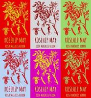 Set of vector drawings of a wild rose, ROSEHIP MAY in various colors. Hand drawn illustration. Latin name ROSA MAJALIS HERRM.