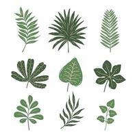 Set of hand drawn tropical leaves vector