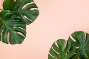 Beautiful tropical palm monstera leaves branch isolated on bright pink background, top view, flat lay, overhead above summer beauty blank design concept. photo