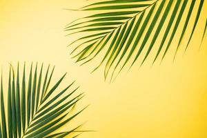 Tropical leaves background, palm leaves, monstera leaves isolated on bright yellow background, top view, flat lay, overhead summer design concept. photo