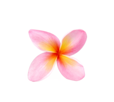 roze frangipani bloemen, detailopname, transparant achtergrond. png