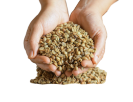 Raw coffee beans in heart-shaped hand, transparent background. png