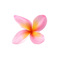 flores de frangipani rosa, primer plano, fondo transparente. png