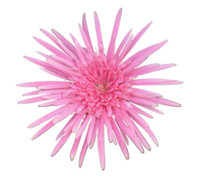 flores de gerbera rosa, fundo transparente. png