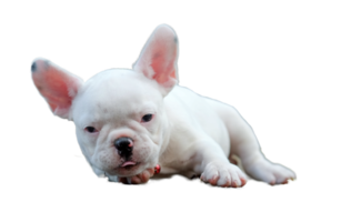 weißer Welpe der französischen Bulldogge, transparenter Hintergrund. png
