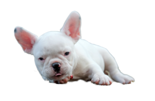 chiot bouledogue français blanc, fond transparent. png