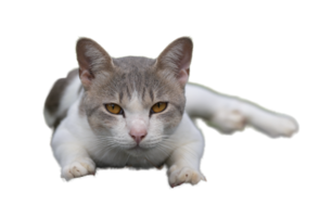 White cat lying looking at camera, background Transparent. png