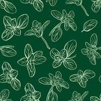 Basil Pattern. Italian herbs. Marjoram pattern vector