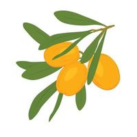 Sea buckthorn is the yellow fruit of a shrub. Vector stock illustration. Orange ripe berries. Isolated on a white background.