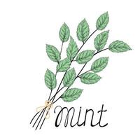 Mint Leaves vector stock illustration. A bunch of grass. Birch branches, nettles, oregano. Isolated on a white background.