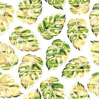 tropical monstera seamless pattern with colorful abstract on white background. nature pattern. tropical background. wallpaper decorative. Exotic tropics. Summer design vector