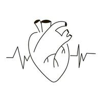 Human heart with heart beat pulse icon in outline style isolated on white background, medical health care concept vector