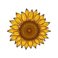 Sunflower vector illustration isolated on white. Botanical floral illustration, wild meadow sunflower