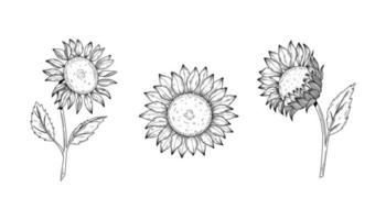 conjunto de dibujo vectorial de flor de girasol. ilustración aislada dibujada a mano de girasol en boceto vintage. genial para el diseño de envases de aceite, etiqueta, pancarta, afiche. vector