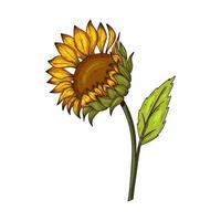 Sunflower vector illustration isolated on white. Botanical floral illustration, wild meadow sunflower