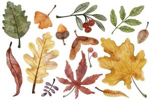 Set of colorful autumn leaves. Watercolor vector illustration of fall leaves with berries and acorn