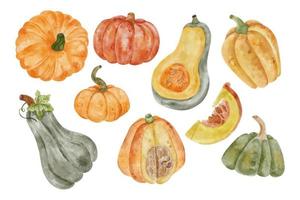 Watercolor vector autumn pumpkin set on white background. Fall vagetables for harvest or autumn design