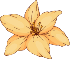 hand draw sketch flower and leaf png