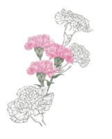 Carnation watercolor bouquet line art png
