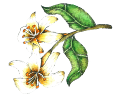 flor acuarela pintura a mano png