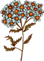 hand draw sketch flower and leaf png