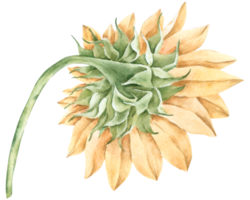 Sunflower watercolor, Spring Yellow Flower, Ukraine Flower png