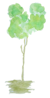 Aquarellbaum. aquarell natur png