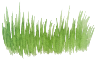 aquarelle herbe dessinée à la main png