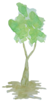 acquerello albero. albero png trasparente sfondo