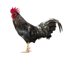 Colorido gallo macho de rango libre aislado sobre fondo blanco. png