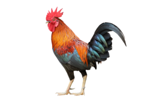 Colorful free range male rooster isolated on white background png
