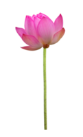 flor de loto rosa en plena floración aislada en un fondo transparente para fines de uso del diseño png