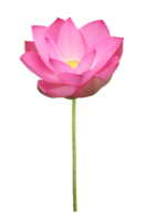 Pink lotus flower in full bloom isolated on transparent background for design usage purpose png