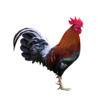 Colorful free range male rooster isolated on white background png