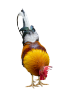 Coq mâle en liberté coloré isolé sur fond blanc png