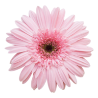 Flor de gerbera rosa aislada con trazado de recorte png