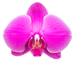 flor de orquídea phalaenopsis rosa isolada com traçado de recorte png