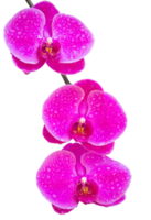 flor de orquídea phalaenopsis rosa isolada com traçado de recorte png