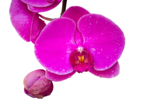 Flor de orquídea phalaenopsis rosa aislada con trazado de recorte png