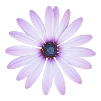 blauw osteospermum madeliefje bloem geïsoleerd met knipsel pad png