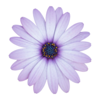 flor de margarita azul osteospermum aislada con trazado de recorte png