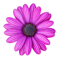 flor de margarida de osteospermum azul isolada com traçado de recorte png