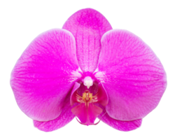 rosa phalaenopsis orchidea fiore isolato con ritaglio sentiero png