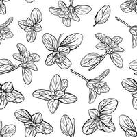 Basil Pattern. Italian herbs.A sprig of marjoram vector