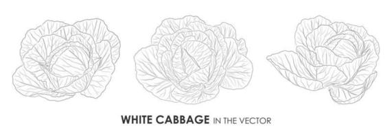 COLLECTION OF VECTOR CONTOUR DRAWINGS OF CABBAGE ON A WHITE BACKGROUND