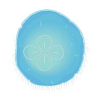 jellyfish undersea life vector