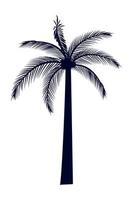 palm tree coconut vector