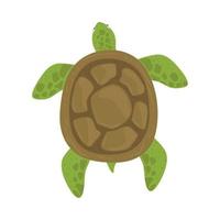 tortuga reptil animal vector