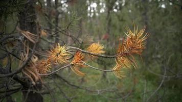 detaljer av tall grenar i en berg skog video